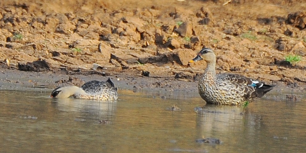 Indian Spot-billed Duck - ML618892811
