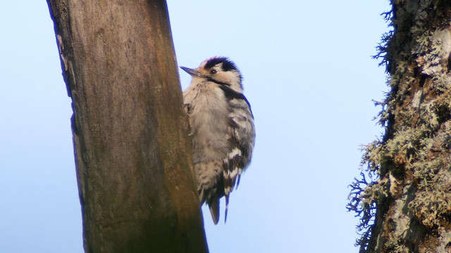 Lesser Spotted Woodpecker - ML618892813