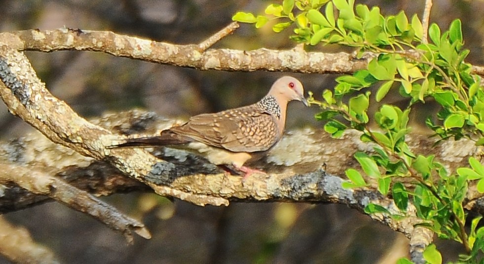 Spotted Dove - ML618892836