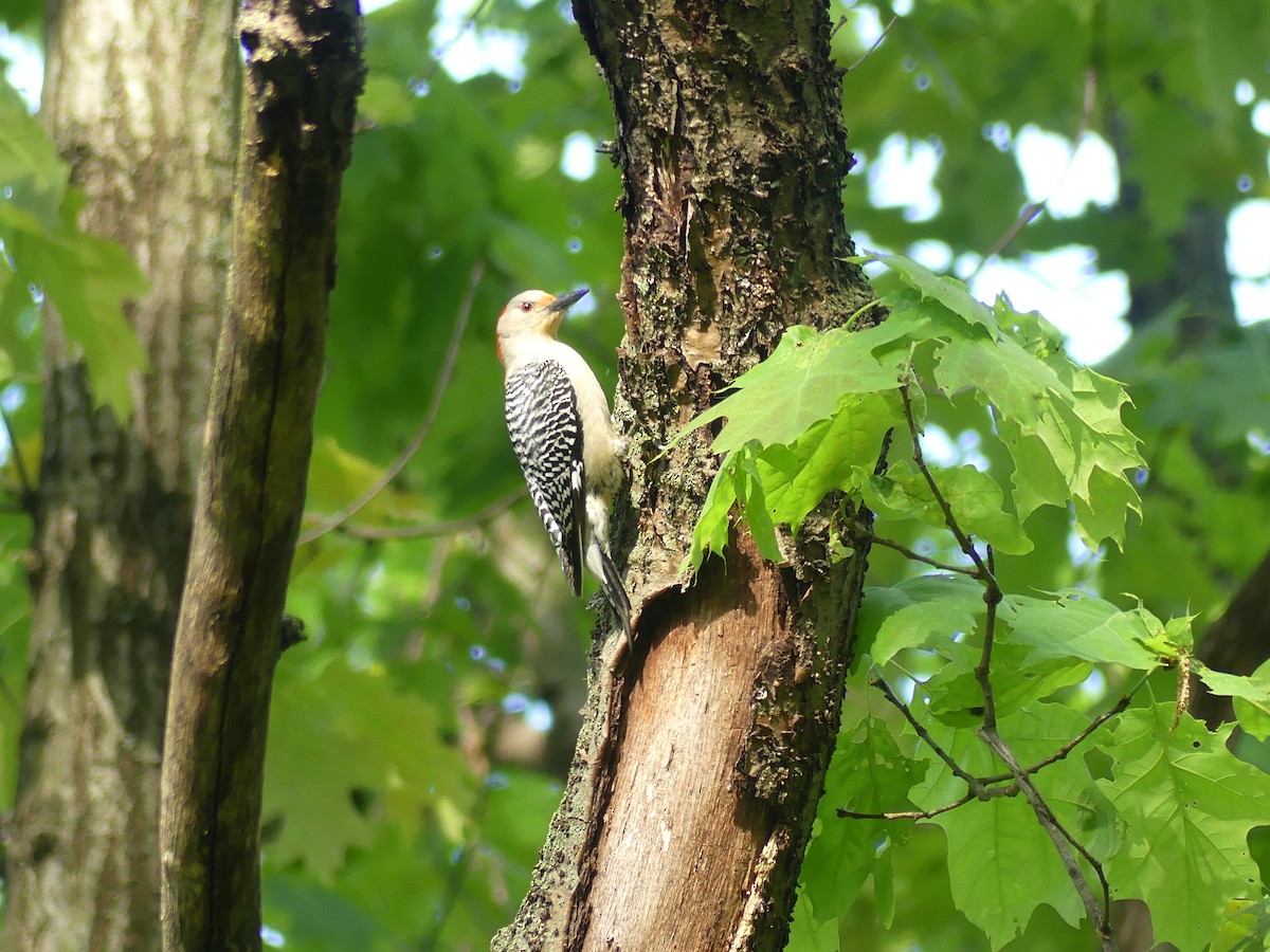 Red-bellied Woodpecker - ML618892842