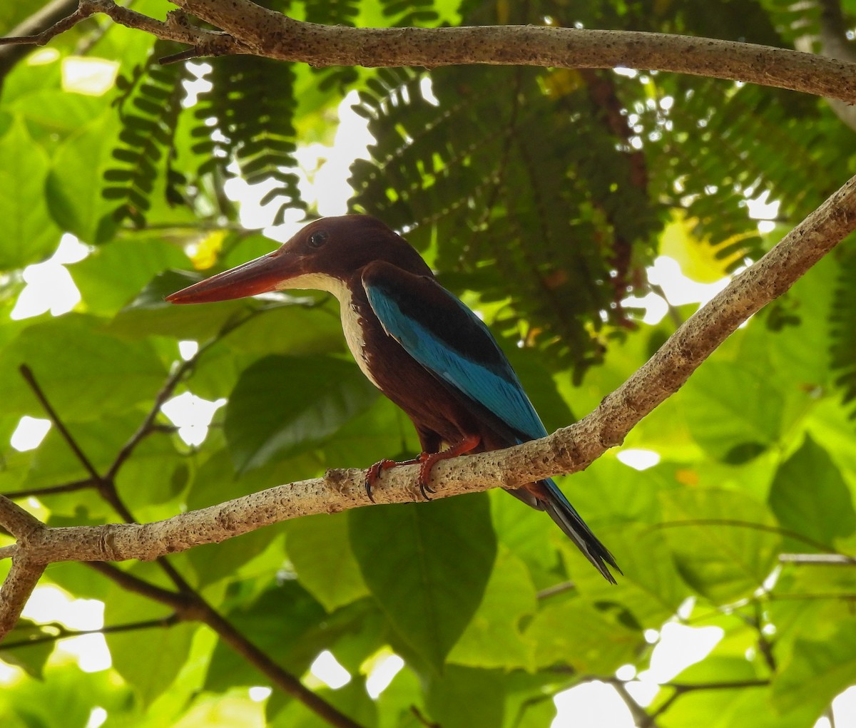 White-throated Kingfisher - S Pranav