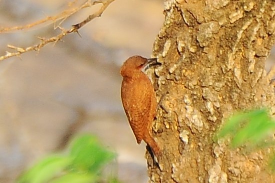 Rufous Woodpecker - ML618892888