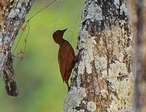 Rufous Woodpecker - ML618892889