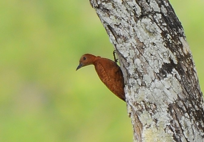 Rufous Woodpecker - ML618892890