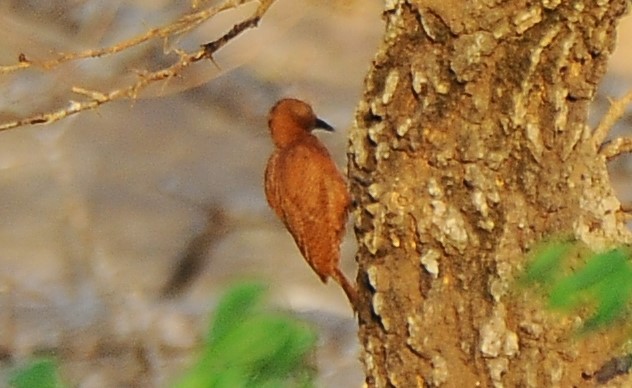 Rufous Woodpecker - ML618892891