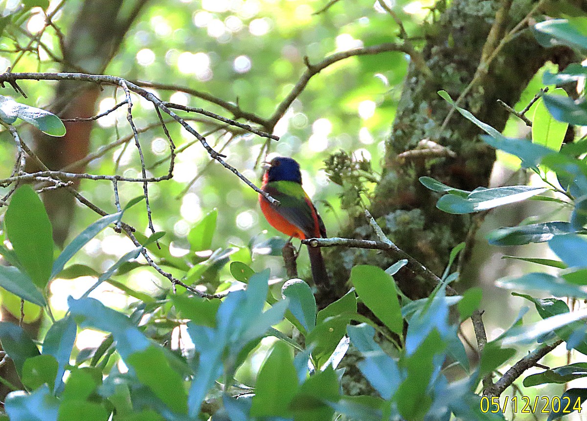 Painted Bunting - ML618892897