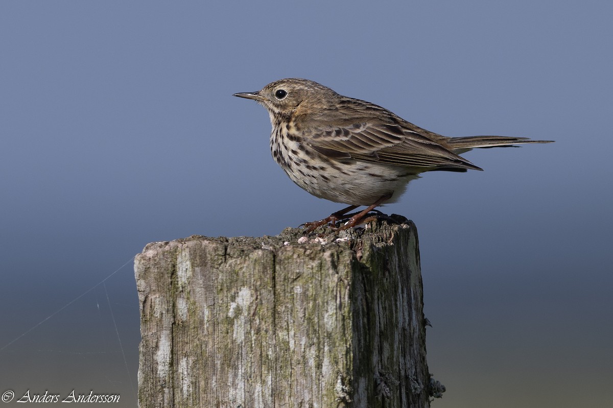 Meadow Pipit - Anders Andersson