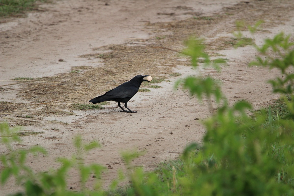 Fish Crow - ML618892970