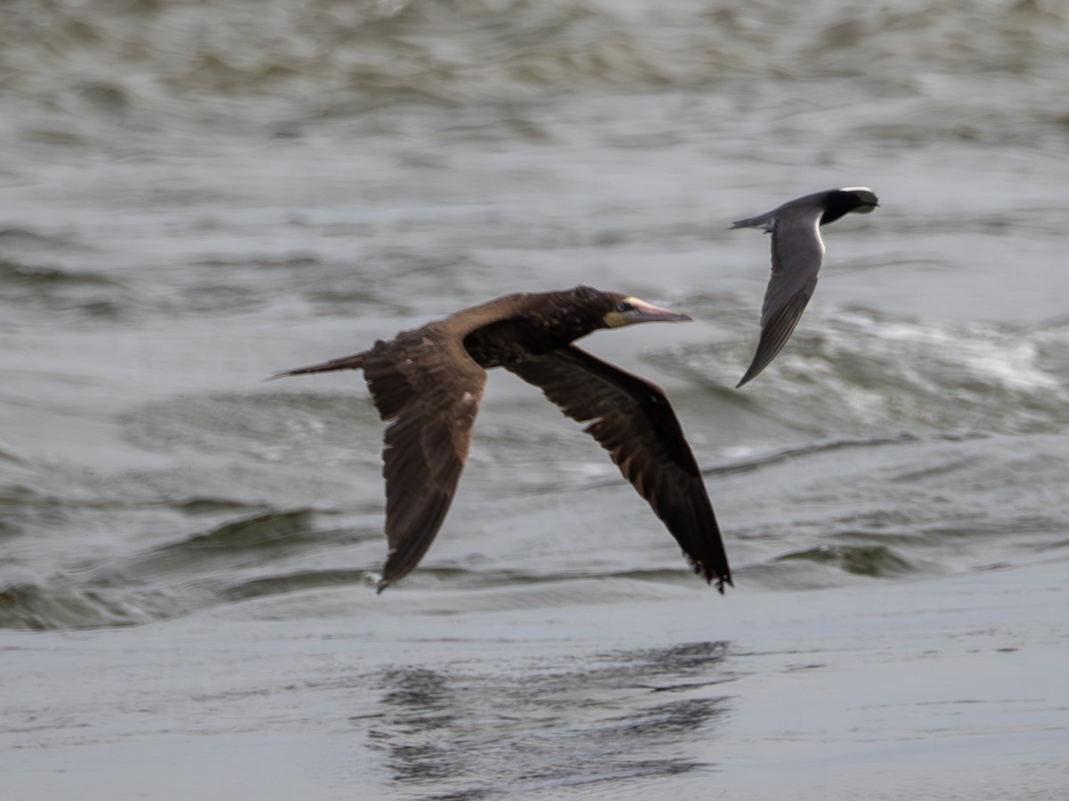 Brown Booby - ML618892978