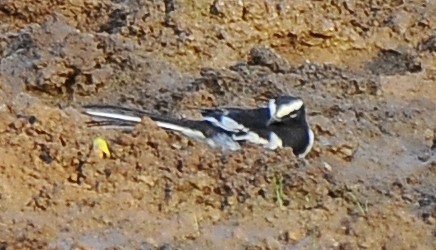 White-browed Wagtail - ML618893063