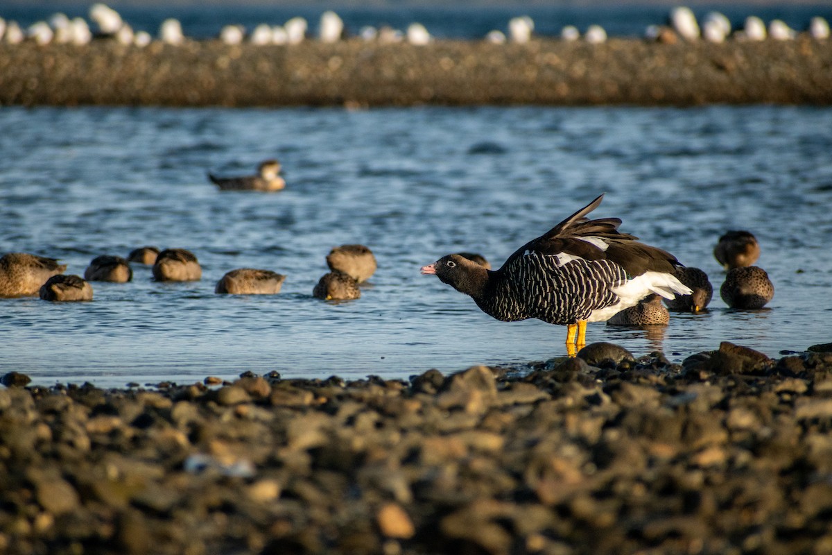 Kelp Goose - Ezequiel Racker