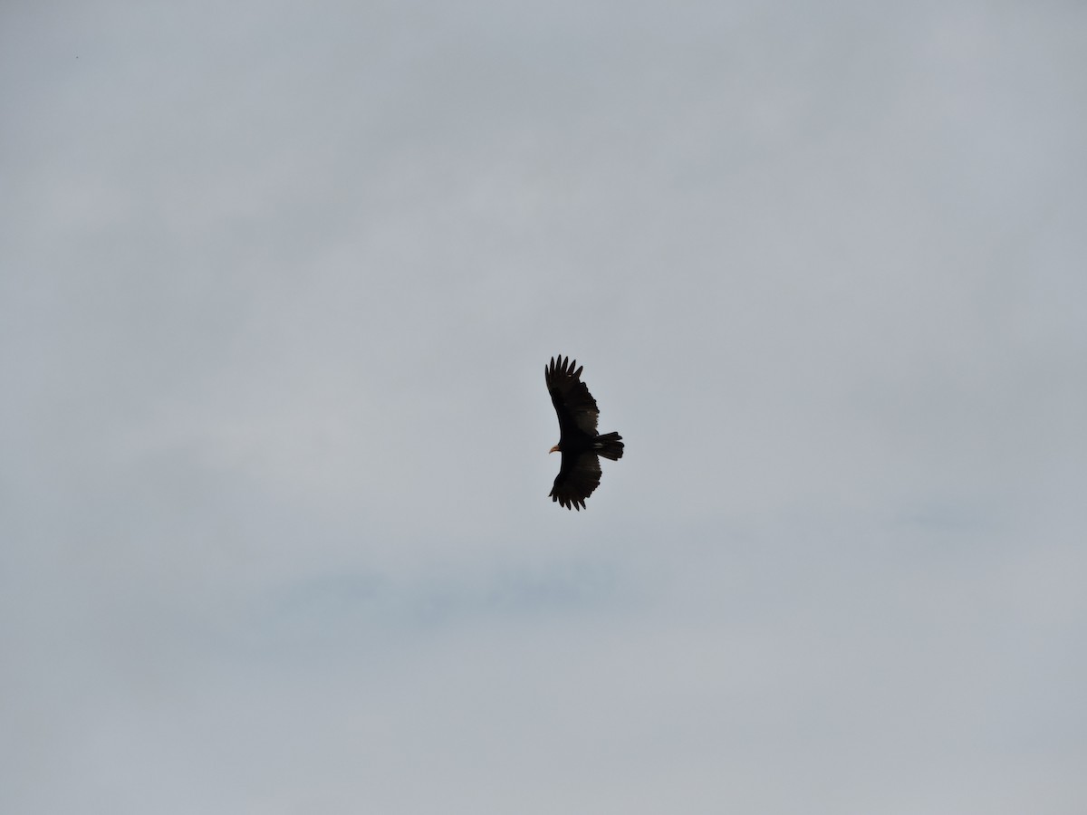 Greater Yellow-headed Vulture - ML618893068