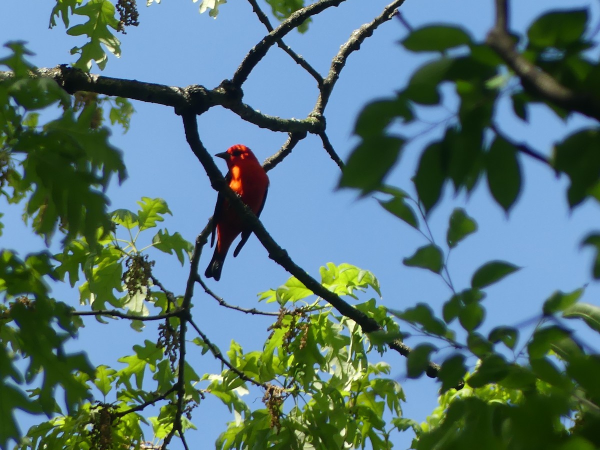Scarlet Tanager - ML618893110