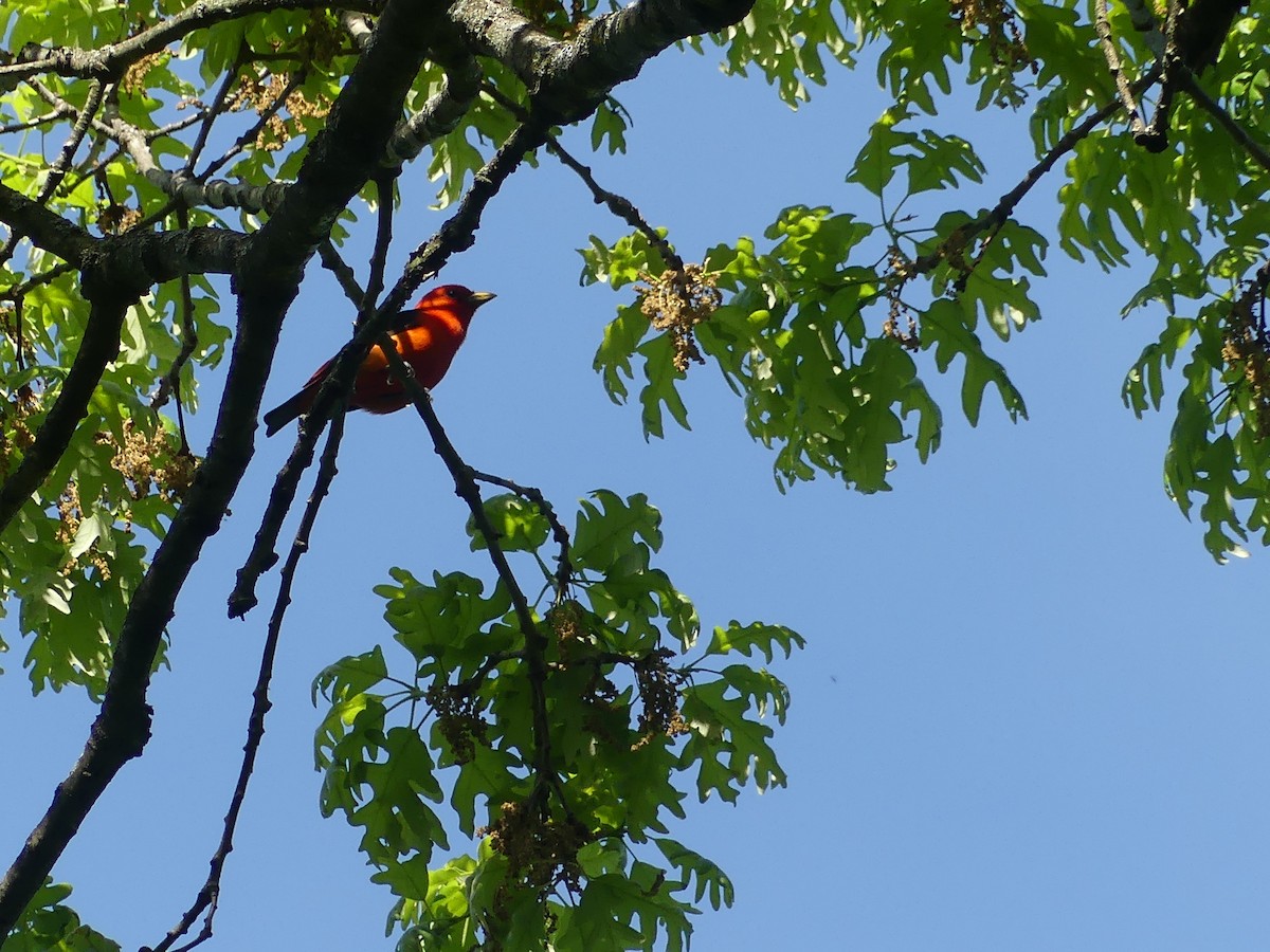 Scarlet Tanager - ML618893112