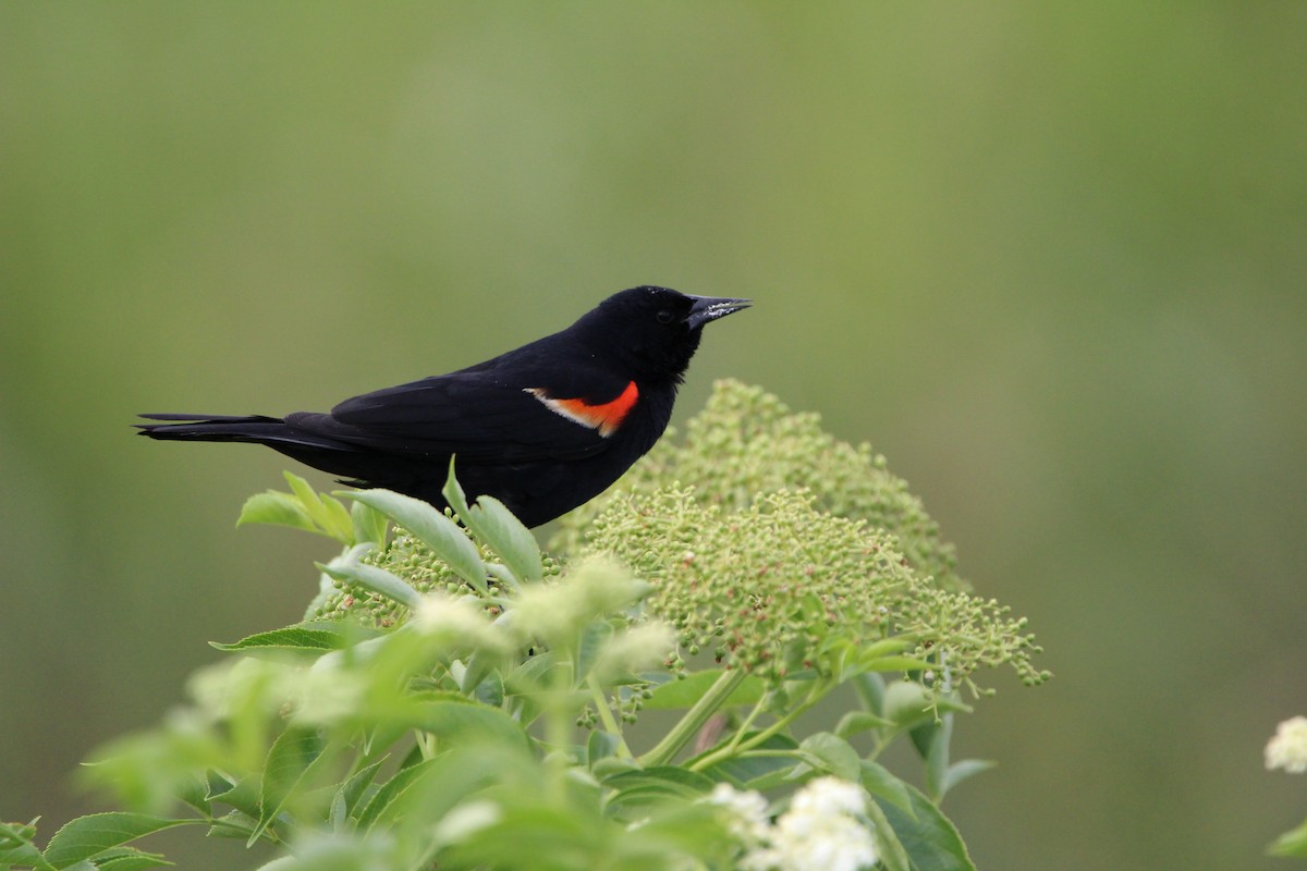 Red-winged Blackbird - ML618893137