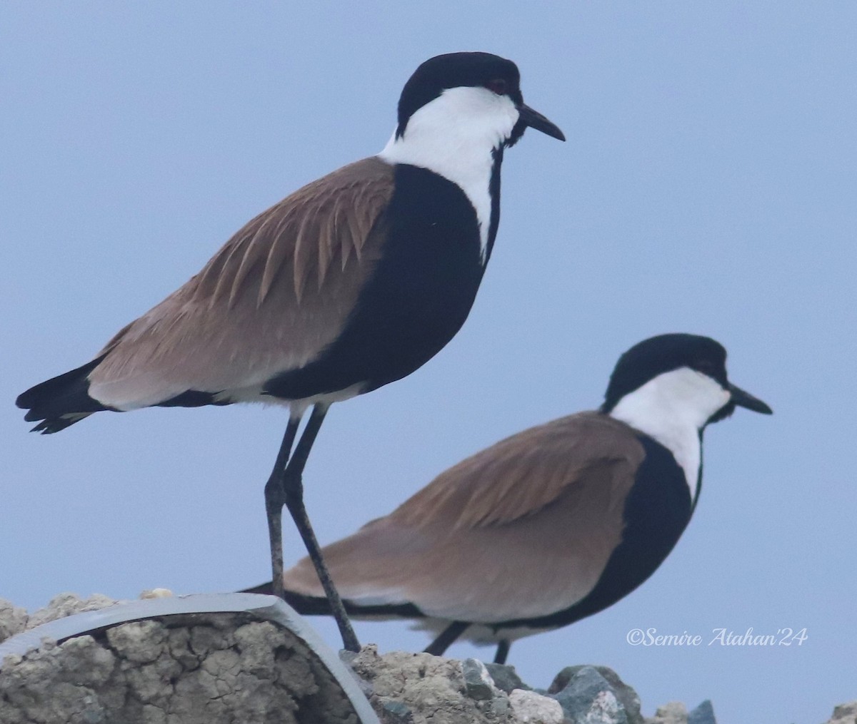 Spur-winged Lapwing - ML618893251