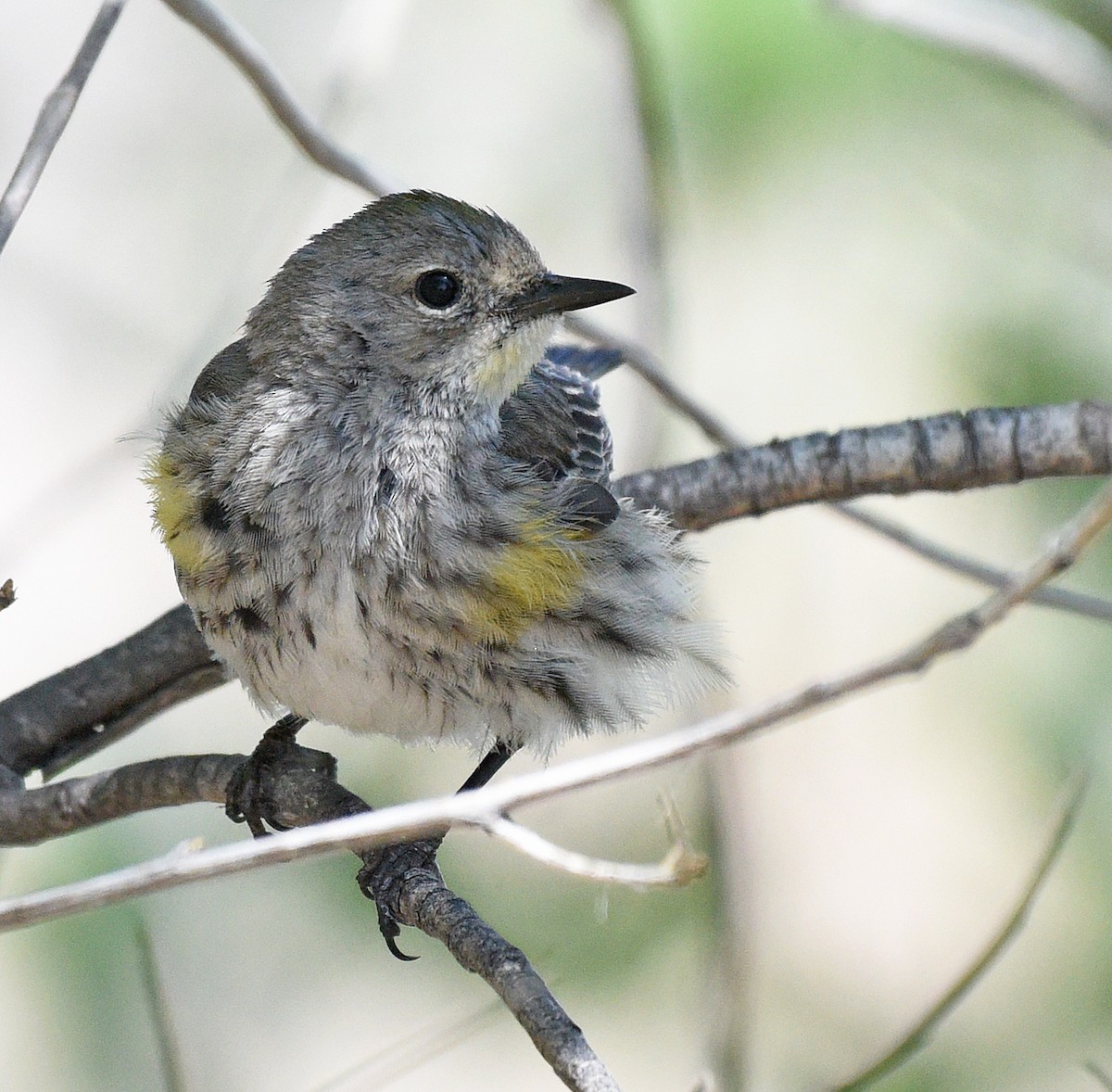 Yellow-rumped Warbler (Myrtle x Audubon's) - ML618893255
