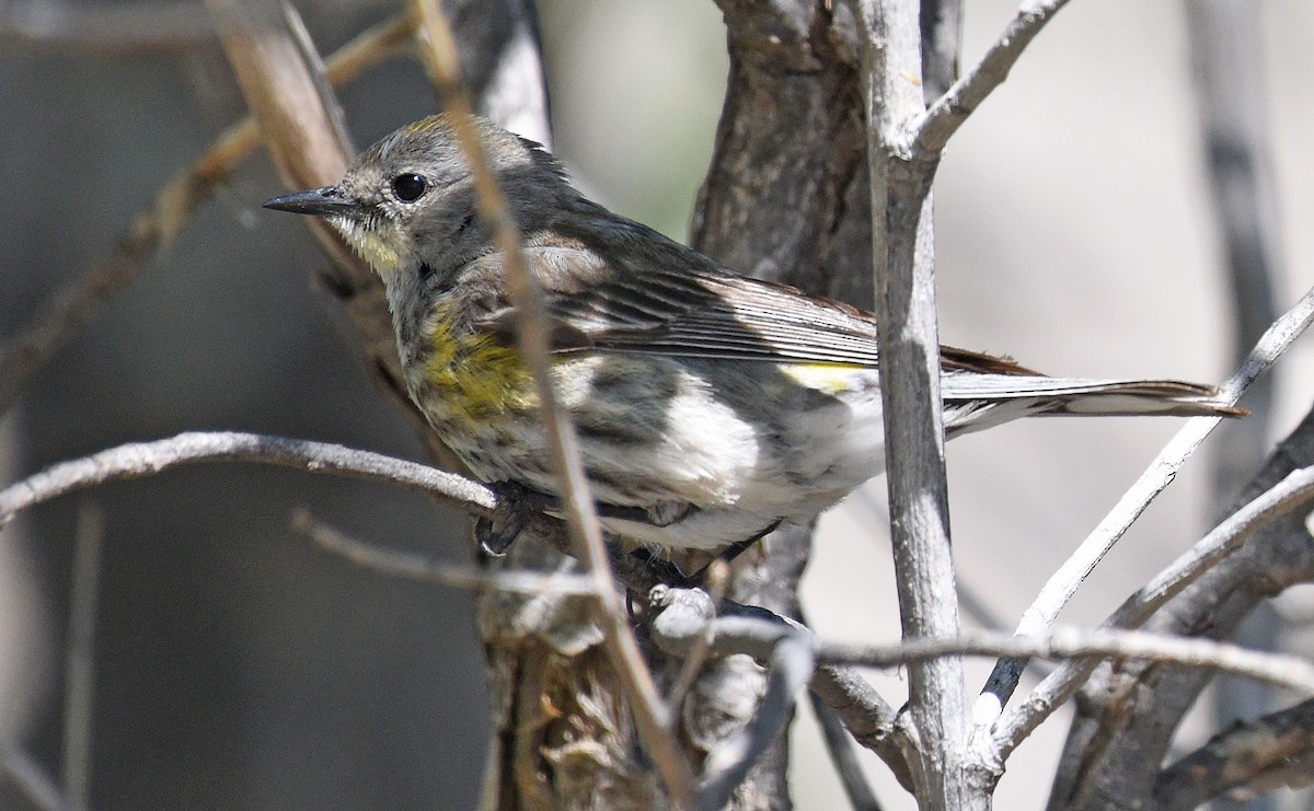 Yellow-rumped Warbler (Myrtle x Audubon's) - ML618893257