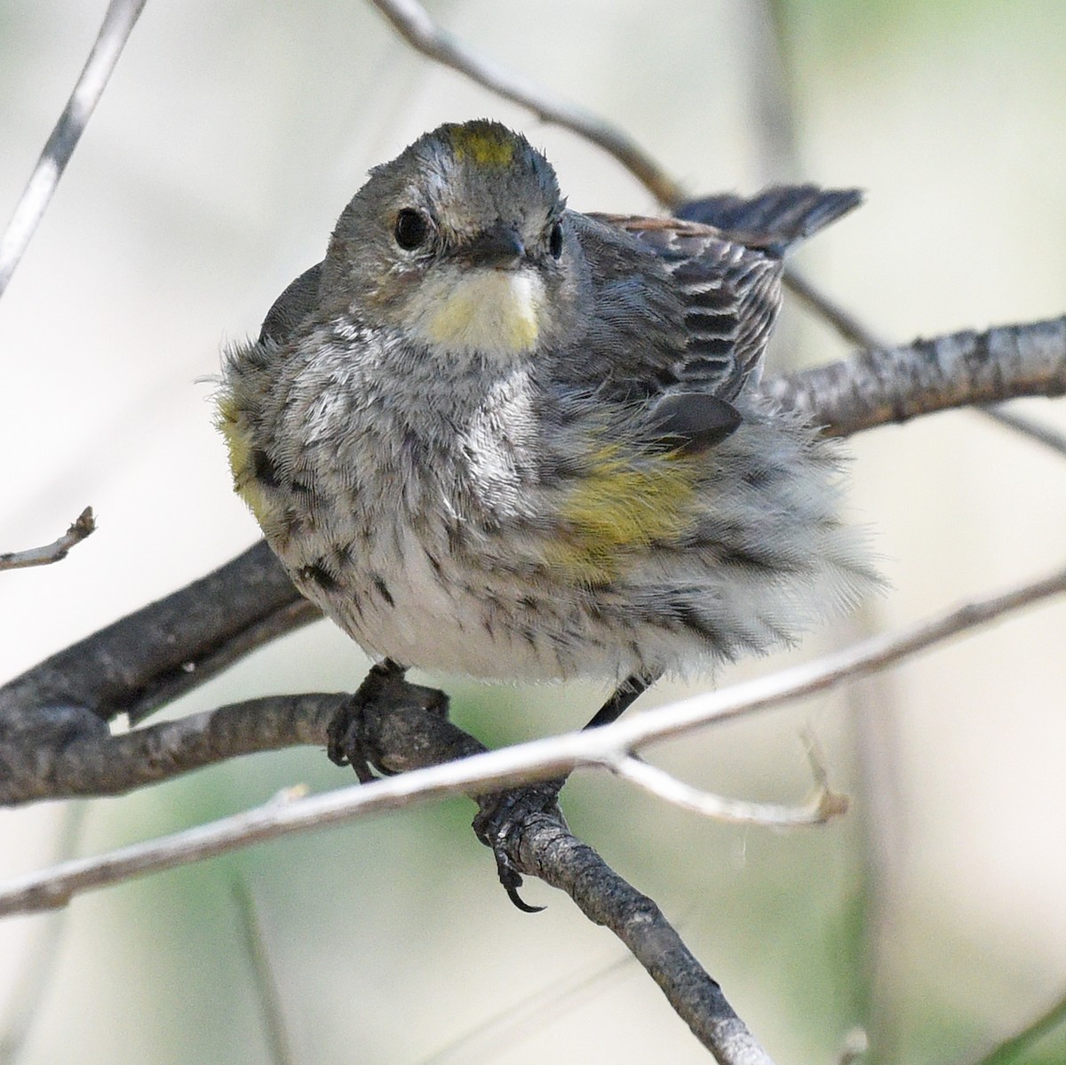 Yellow-rumped Warbler (Myrtle x Audubon's) - ML618893258