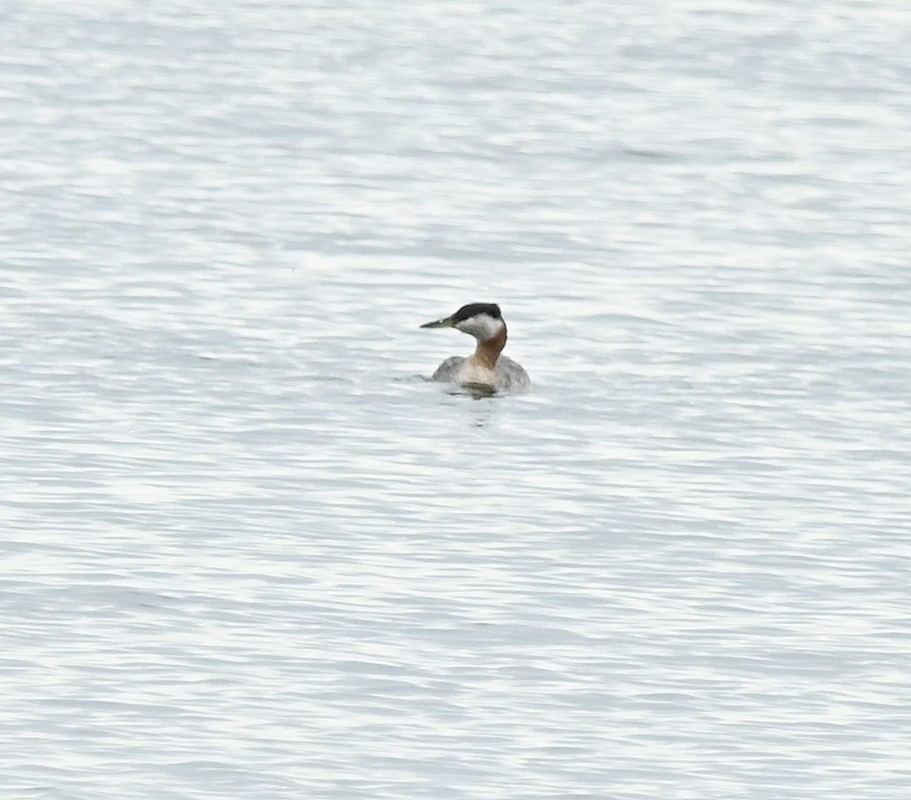 Red-necked Grebe - ML618893348