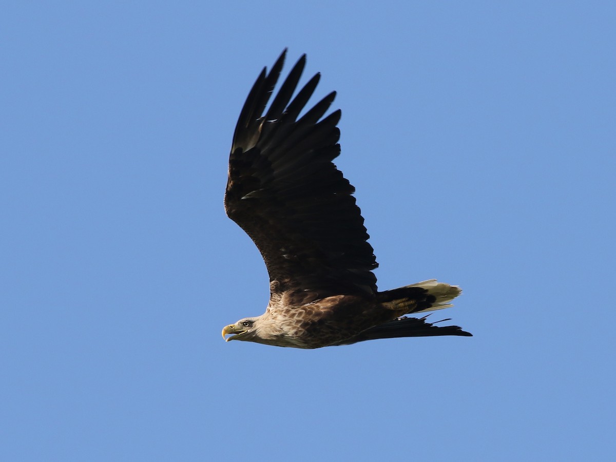 White-tailed Eagle - ML618893397