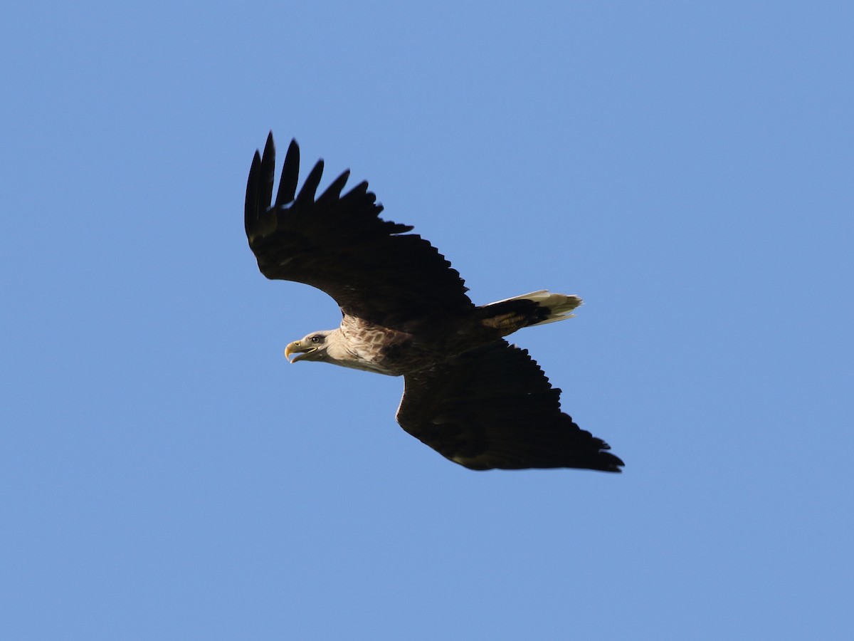 White-tailed Eagle - ML618893398