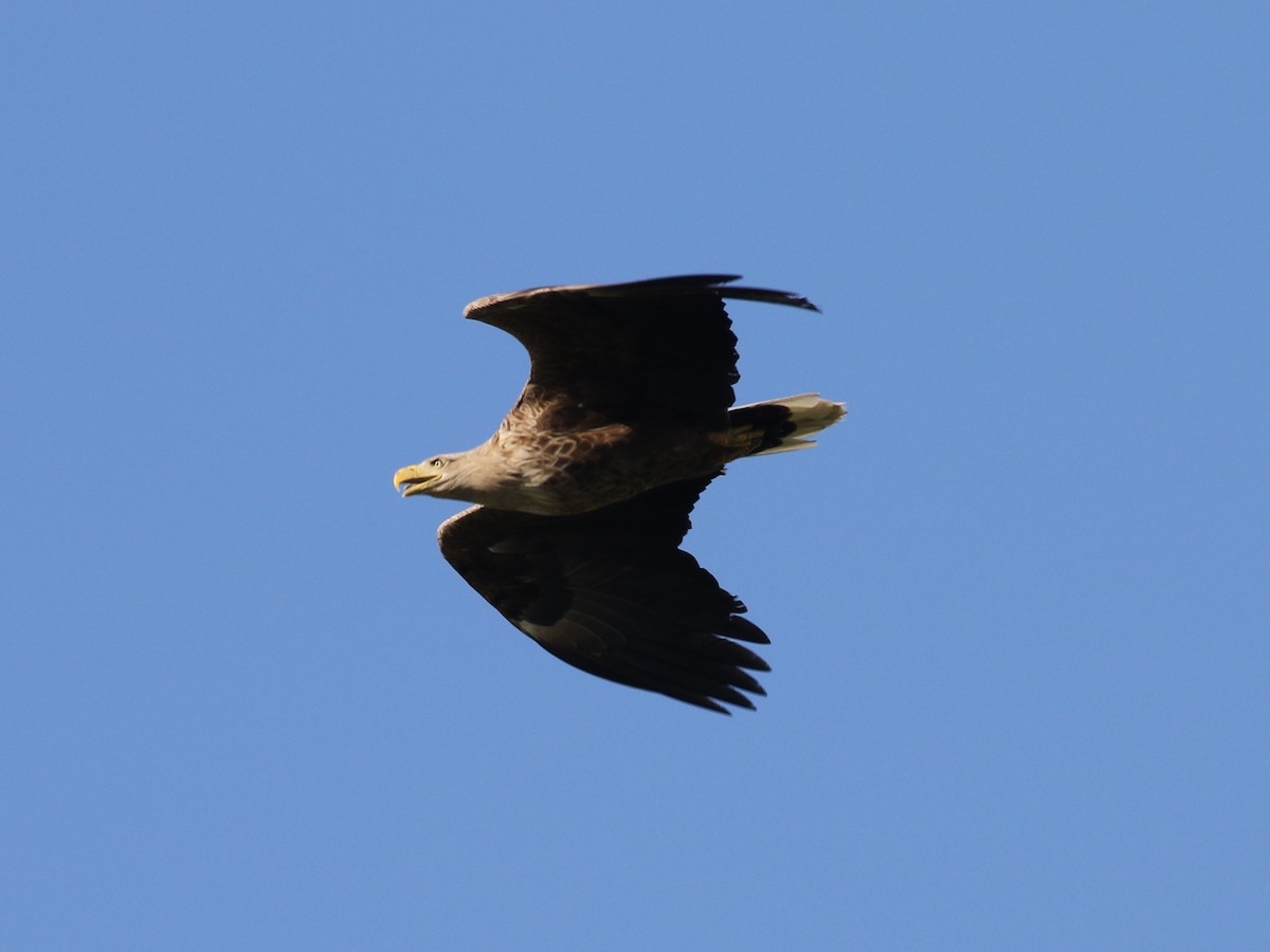 White-tailed Eagle - ML618893399