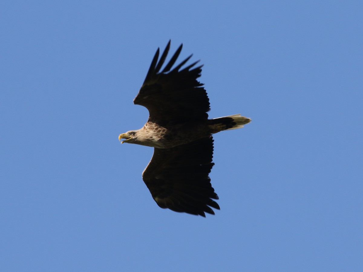 White-tailed Eagle - ML618893400