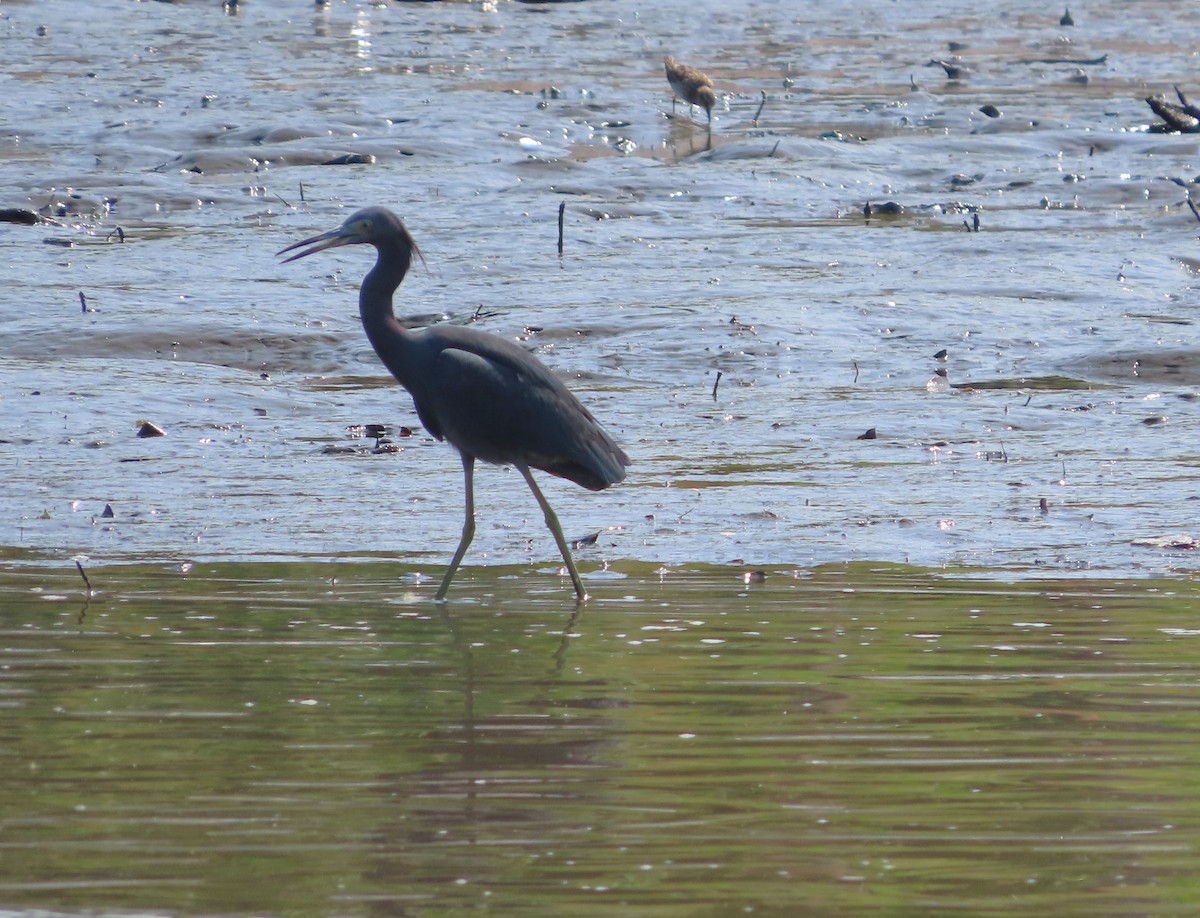 Little Blue Heron - Michelle Browning