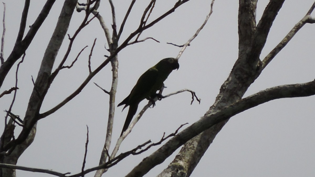 Dusky-headed Parakeet - ML618893418