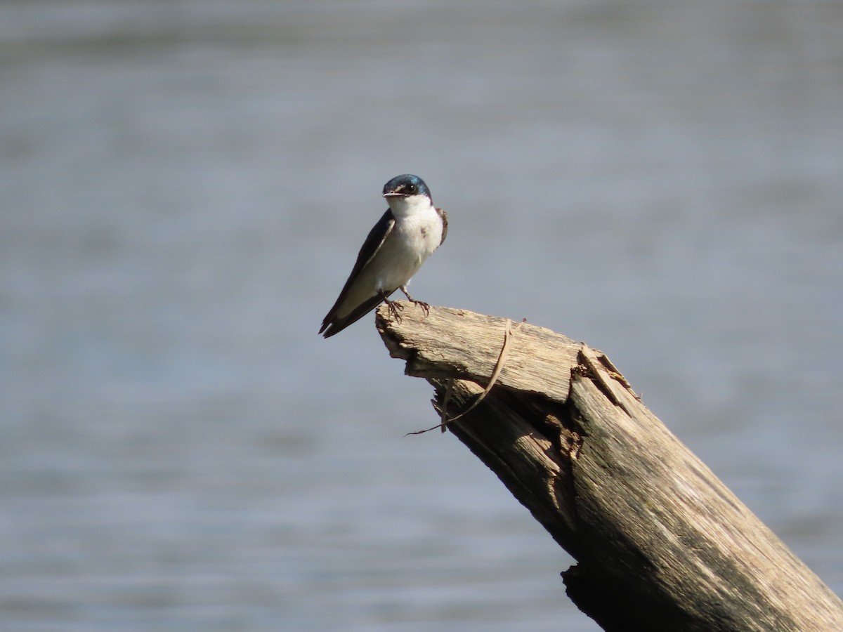 Mangrove Swallow - Michelle Browning