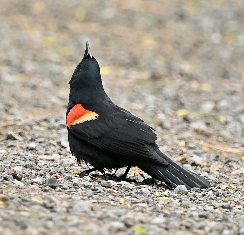 Red-winged Blackbird - ML618893522
