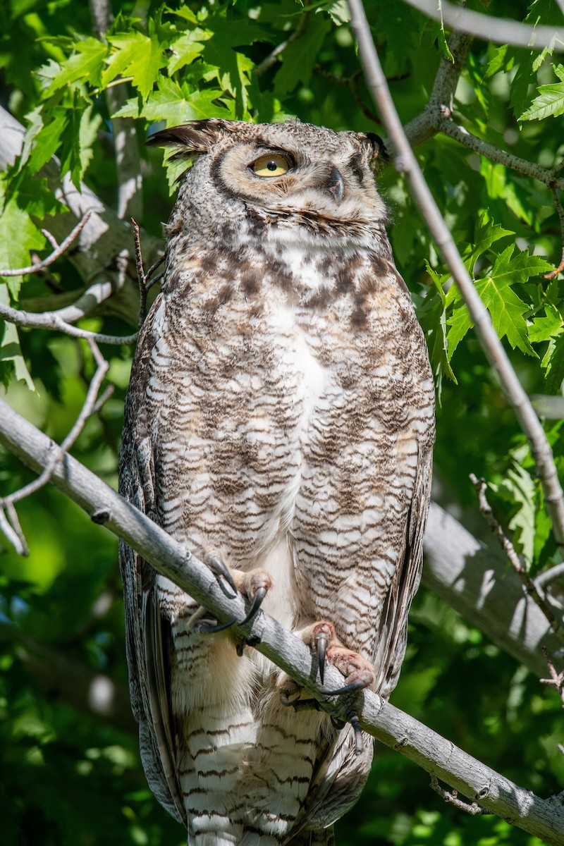 Great Horned Owl - Jeff Bleam