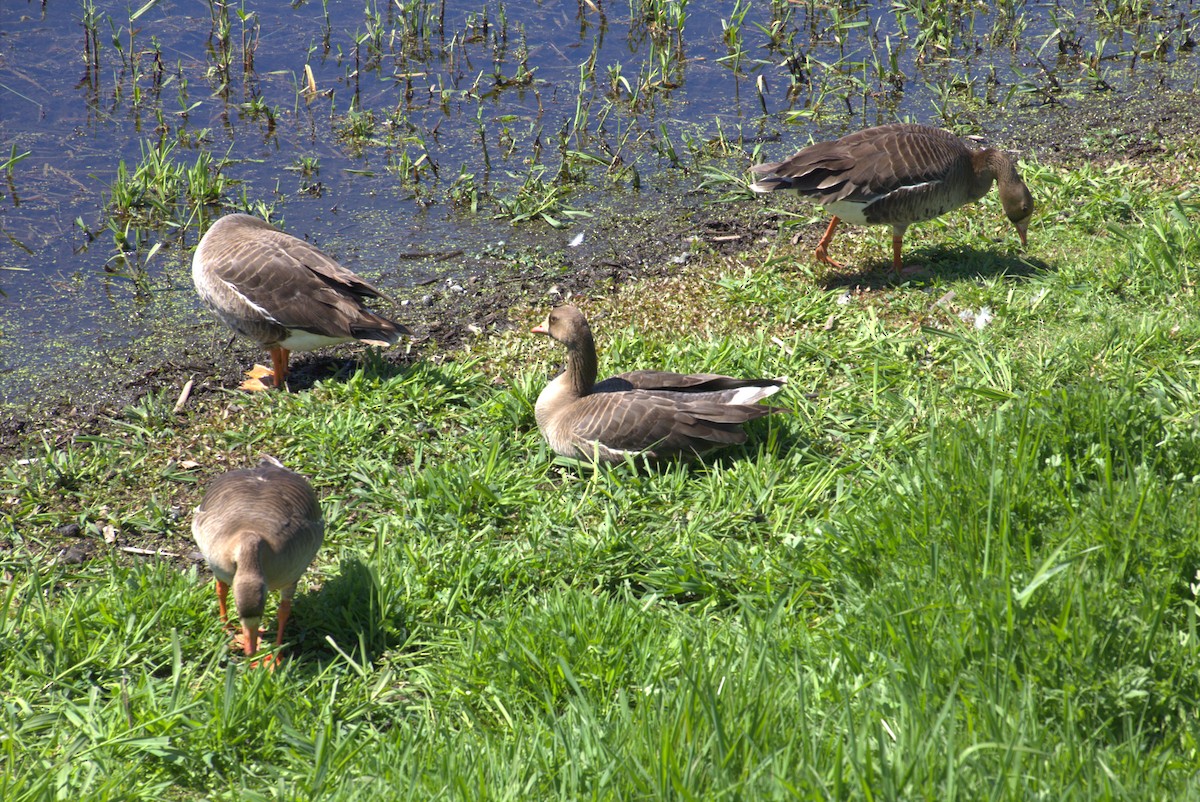 Greater White-fronted Goose - ML618893587