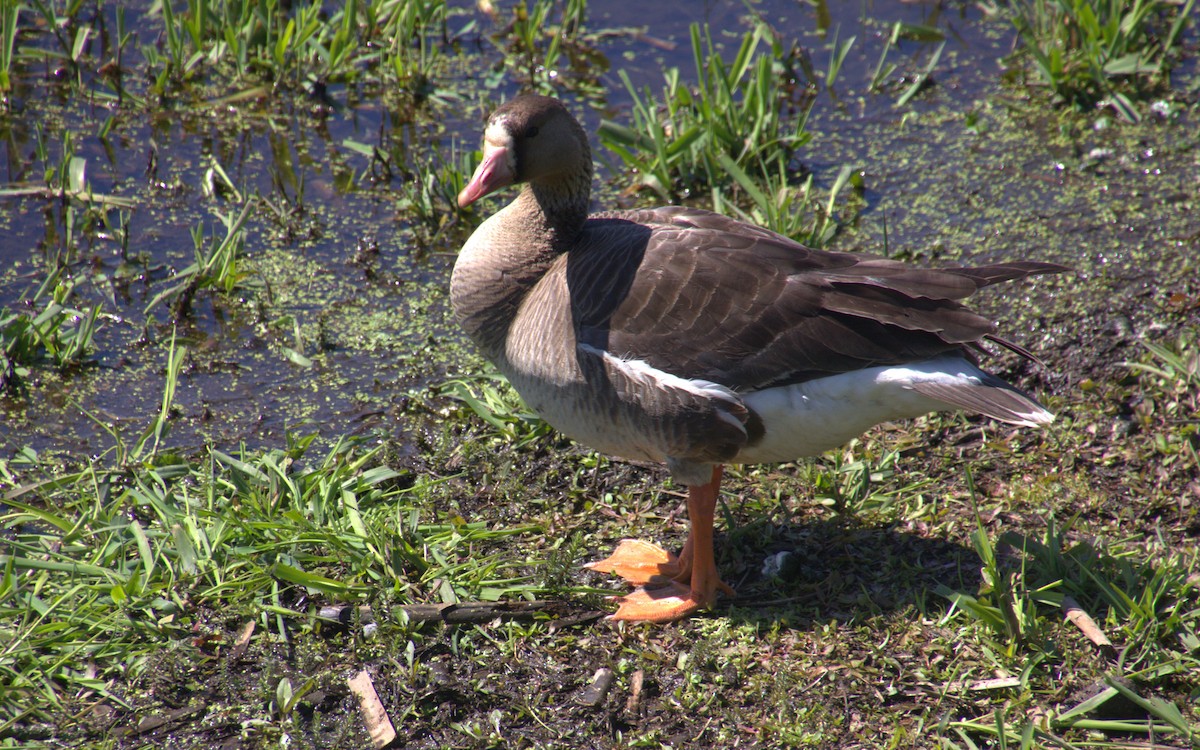 Greater White-fronted Goose - ML618893588