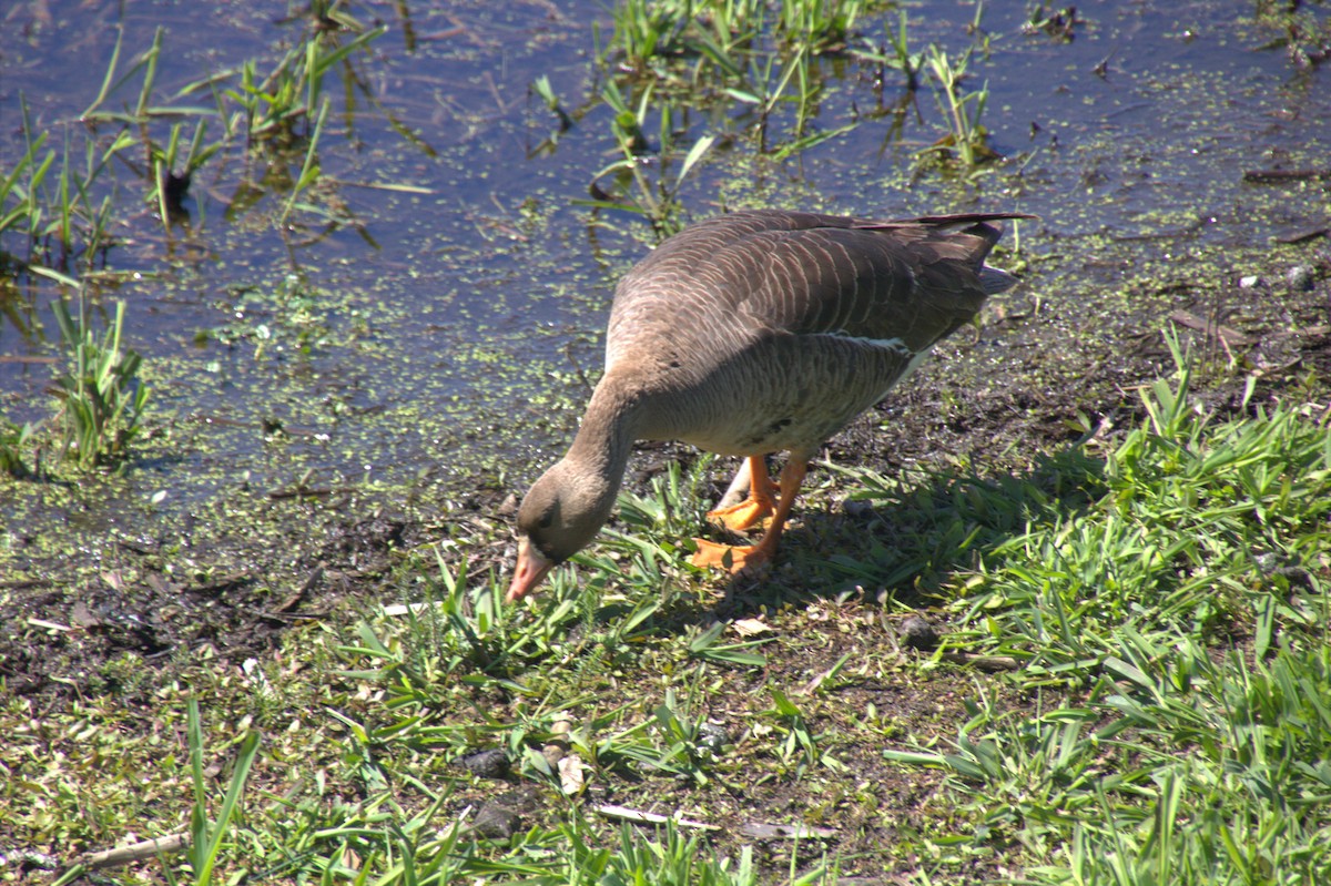 Greater White-fronted Goose - ML618893590