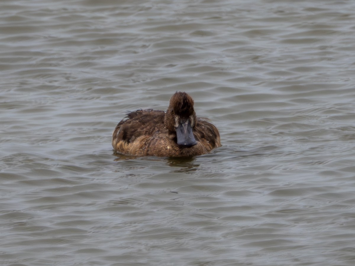Greater Scaup - ML618893602