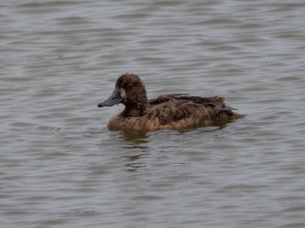 Greater Scaup - ML618893603