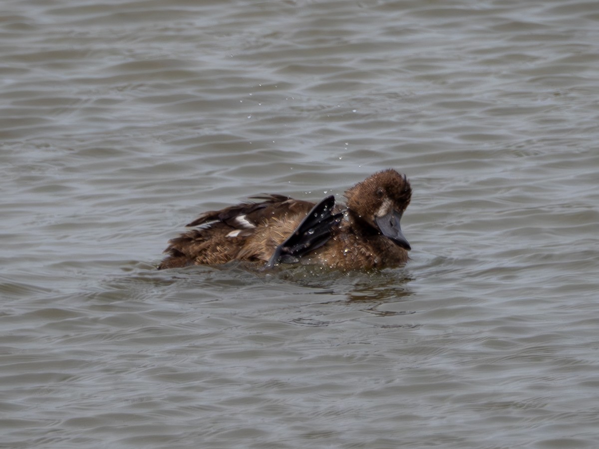 Greater Scaup - ML618893604