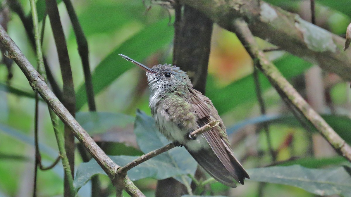 kolibřík azurovotemenný - ML618893628