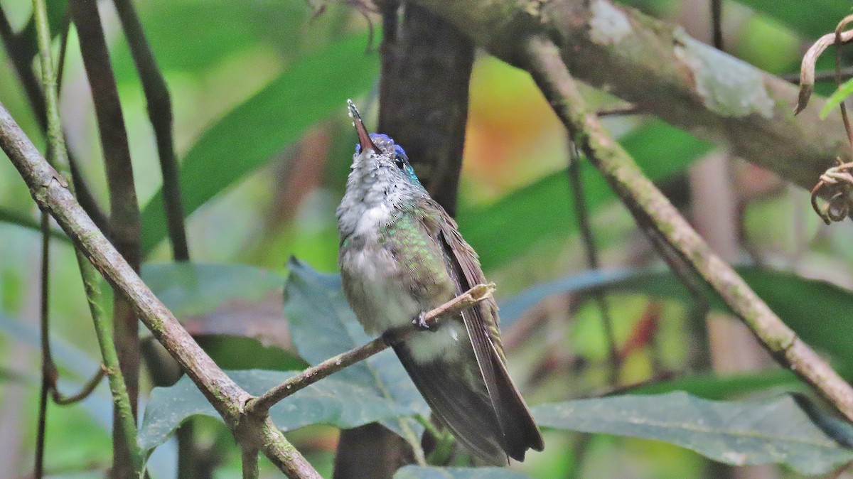 Azure-crowned Hummingbird - Nic Zimmer