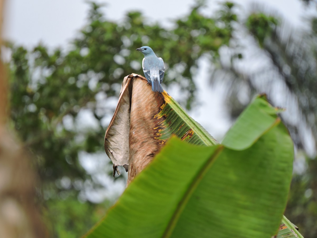 Blue-gray Tanager - ML618893677