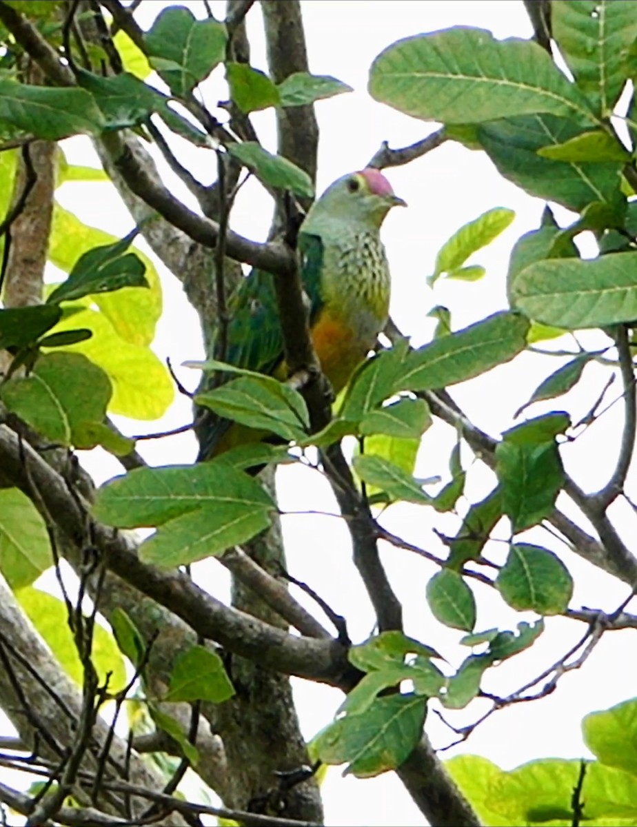 Rose-crowned Fruit-Dove - ML618893713