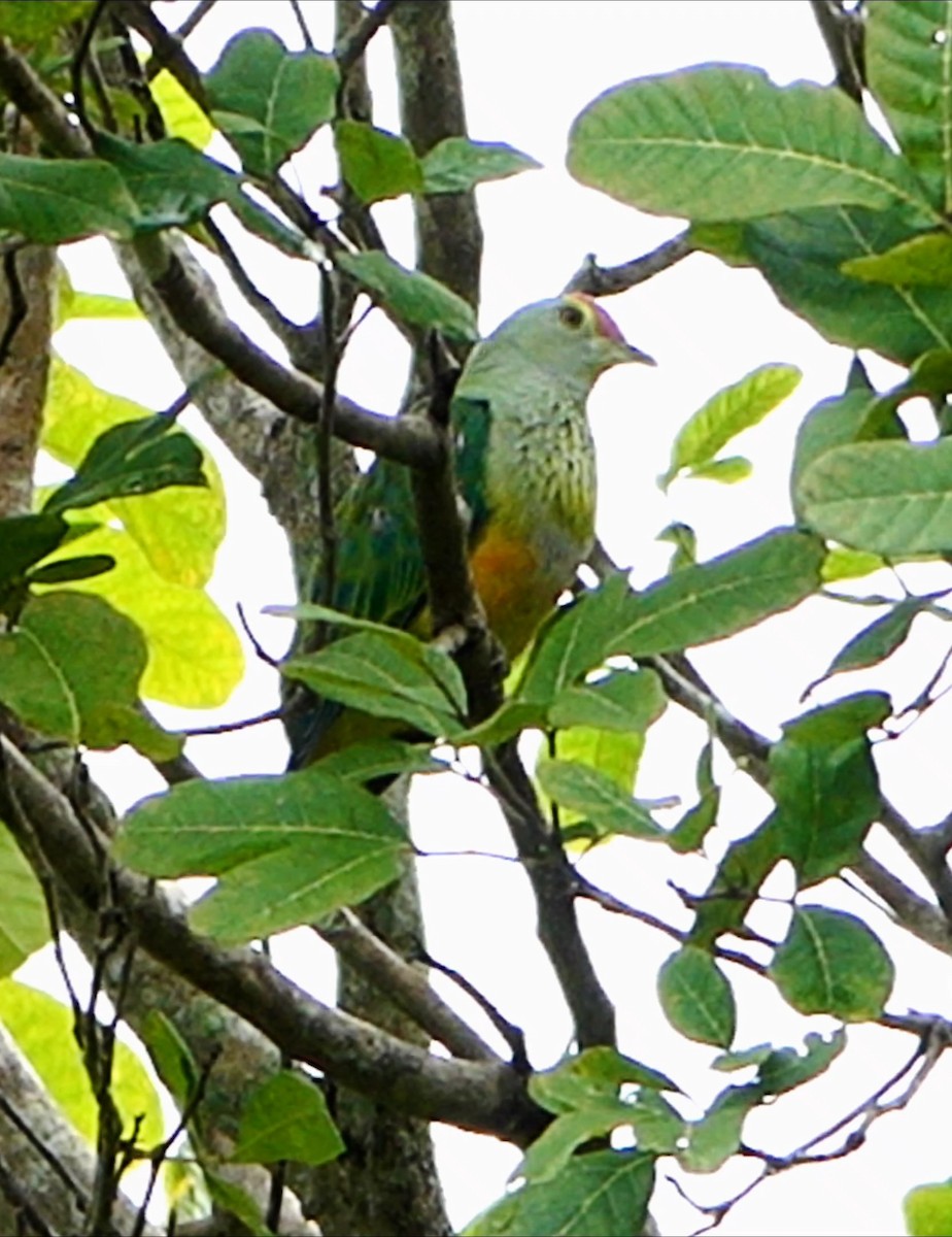 Rose-crowned Fruit-Dove - ML618893727