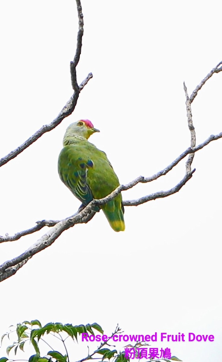 Rose-crowned Fruit-Dove - ML618893762