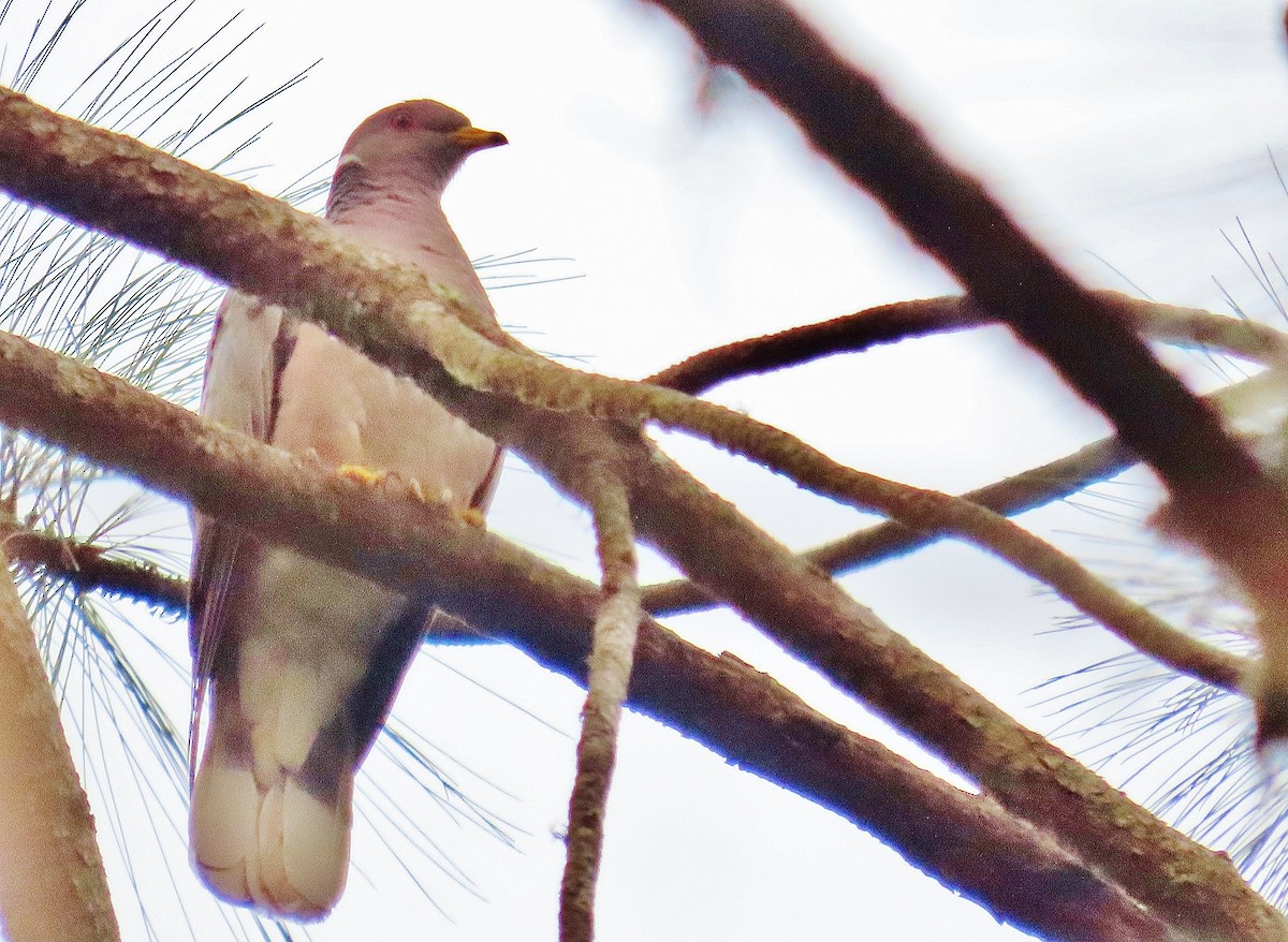 Band-tailed Pigeon - ML618893781