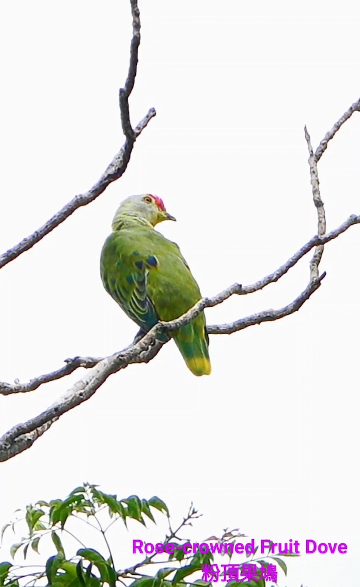 Rose-crowned Fruit-Dove - ML618893813