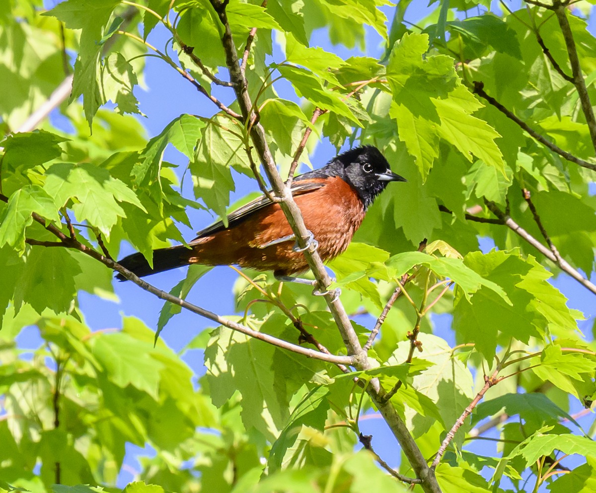 Orchard Oriole - ML618893817