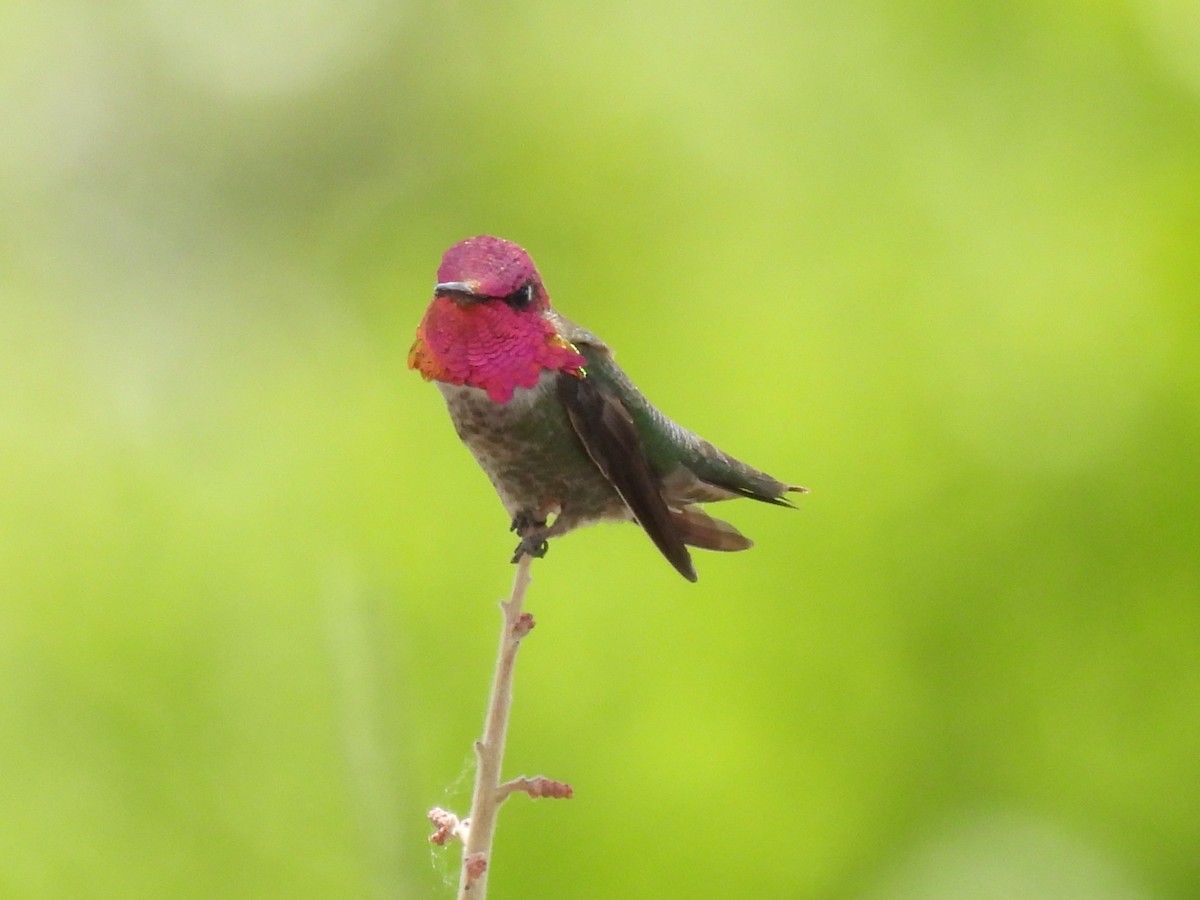 Anna's Hummingbird - Leslie Loomis