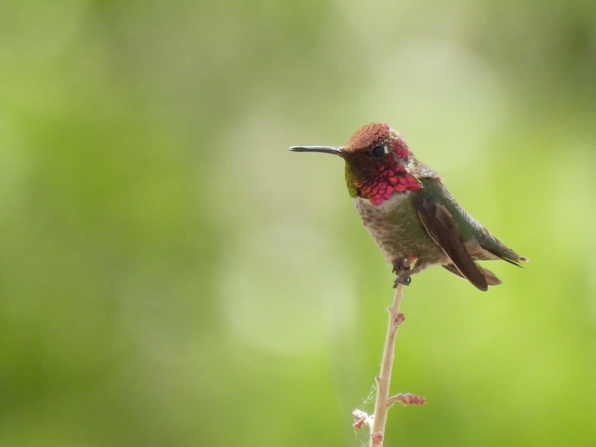 Anna's Hummingbird - Leslie Loomis